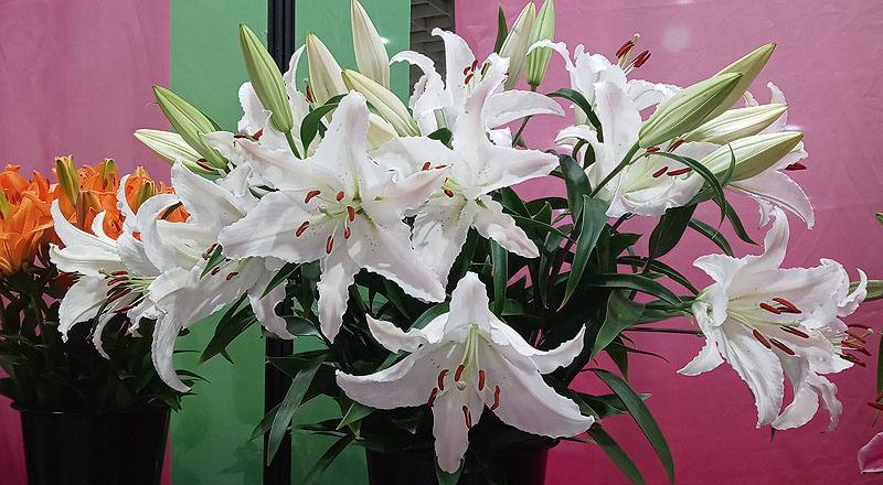 香水百合 馬可波羅粉 (圖片2)