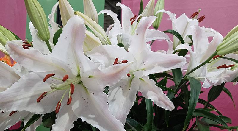 香水百合 馬可波羅粉 (圖片3)