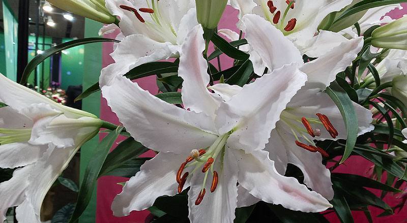 香水百合 馬可波羅粉 (圖片4)