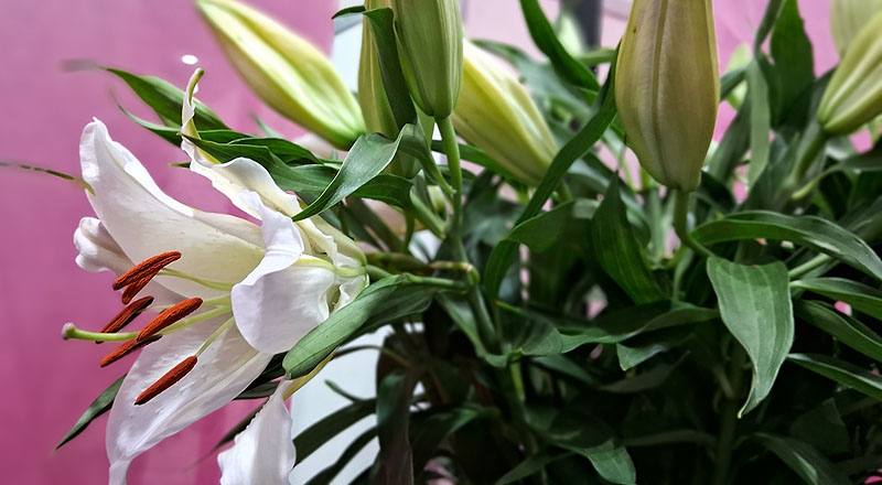 水晶香水 (圖片4)