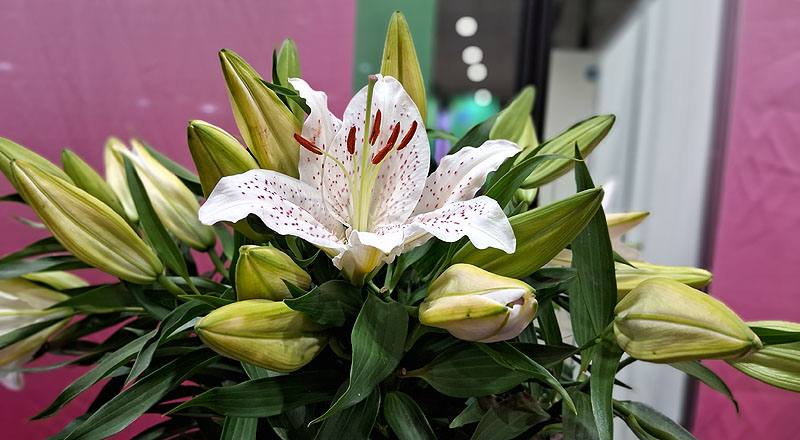 水晶香水 (圖片3)