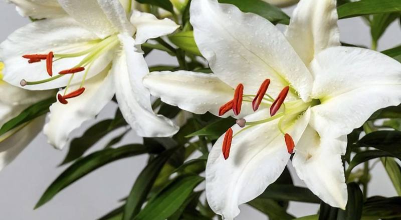 水晶香水 (圖片5)