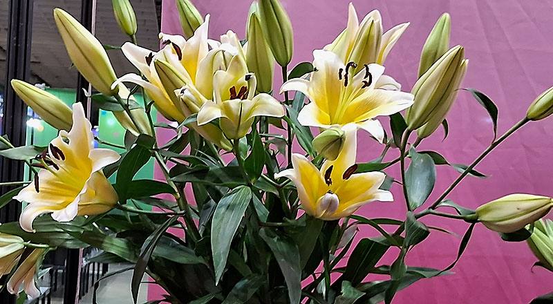 OT曼尼薩 (圖片1)