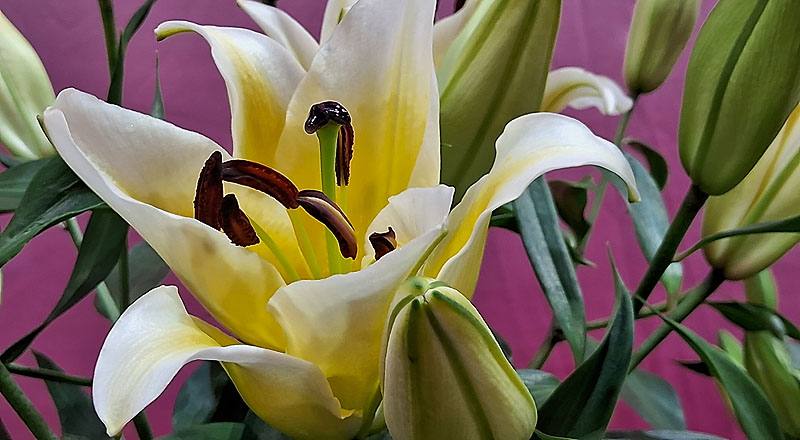 OT曼尼薩 (圖片5)