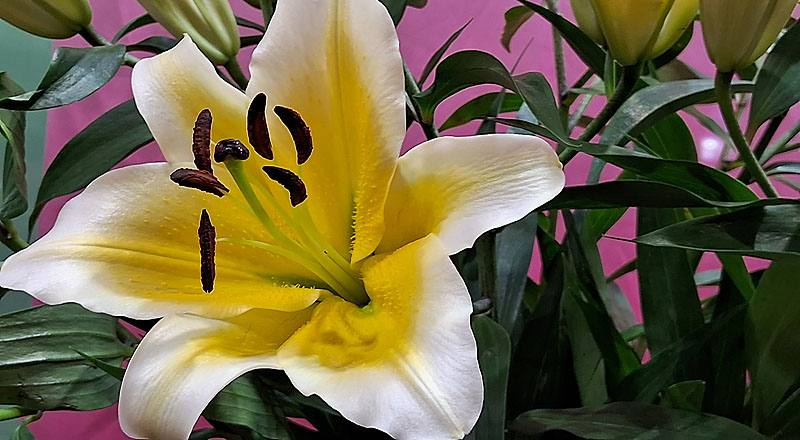 OT曼尼薩 (圖片4)