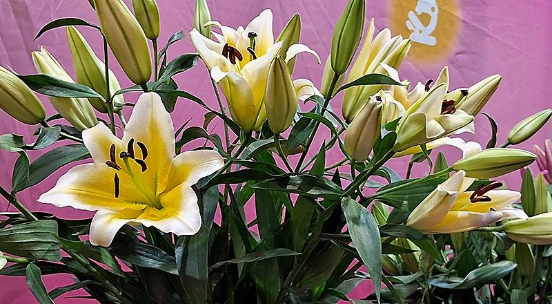 OT曼尼薩 (圖片3)