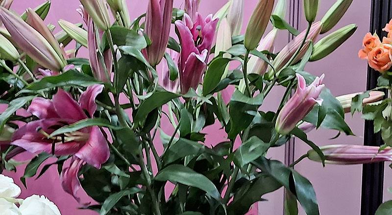 OT帕雷諾 (圖片1)