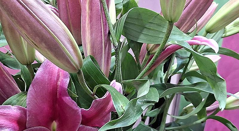 OT帕雷諾 (圖片4)