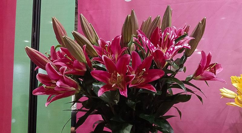 OT試金石 (圖片1)