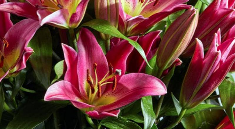 OT試金石 (圖片7)