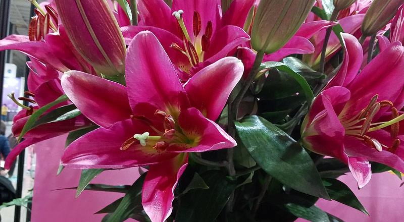 OT試金石 (圖片2)