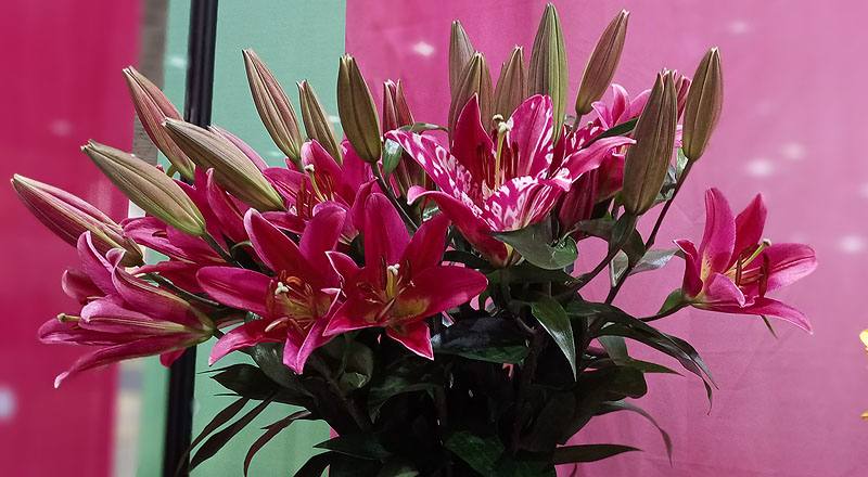 OT試金石 (圖片6)