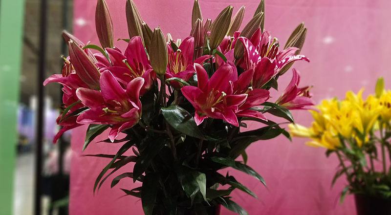 OT試金石 (圖片5)