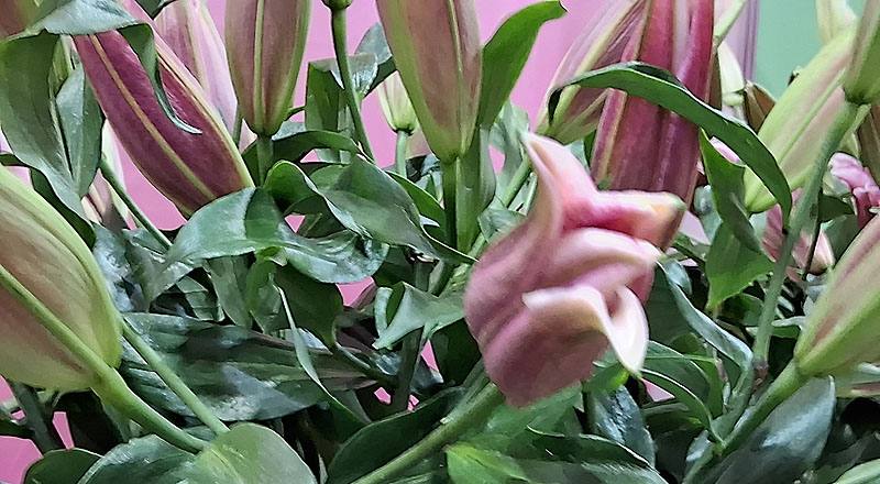 OT紅福特 (圖片2)