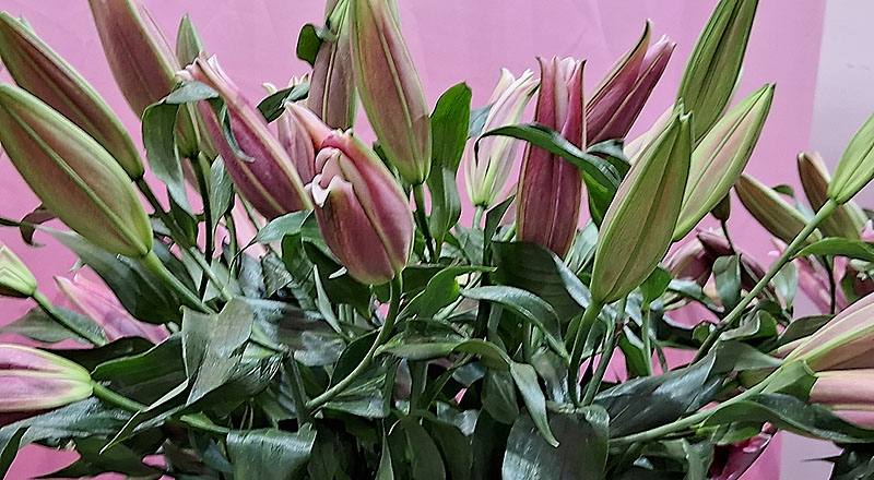 OT紅福特 (圖片1)