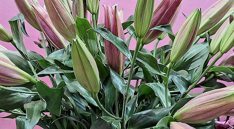 OT紅福特 (圖片4)