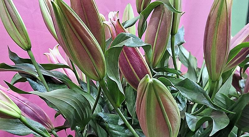 OT紅福特 (圖片3)