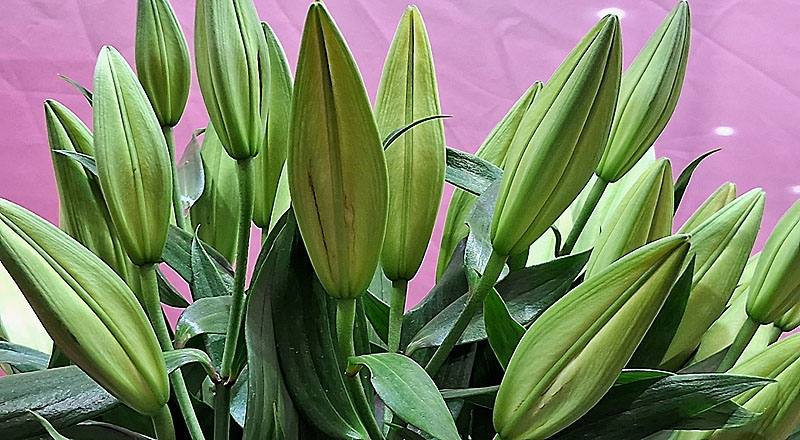 香水百合 黃色貝爾 (圖片3)