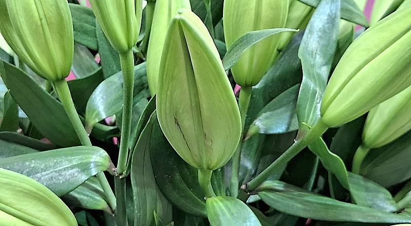 香水百合 黃色貝爾 (圖片4)