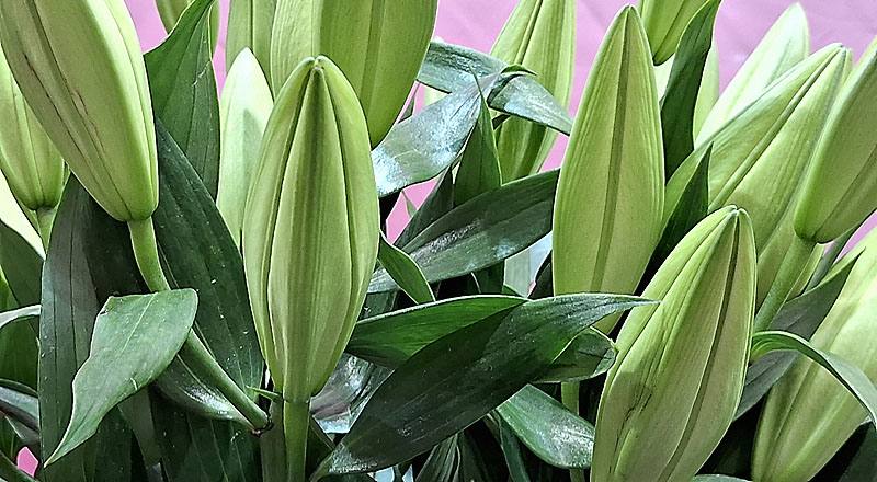 香水百合 黃色貝爾 (圖片2)