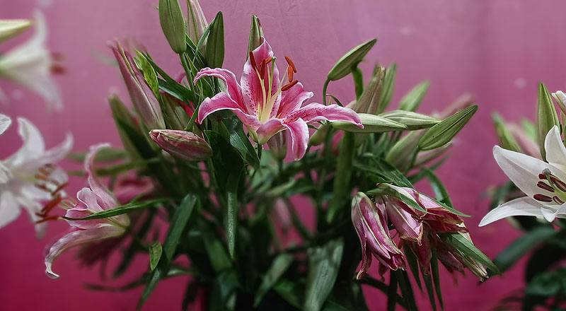 香水百合 巴卡地紅 (圖片5)