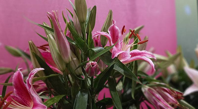 香水百合 巴卡地紅 (圖片6)