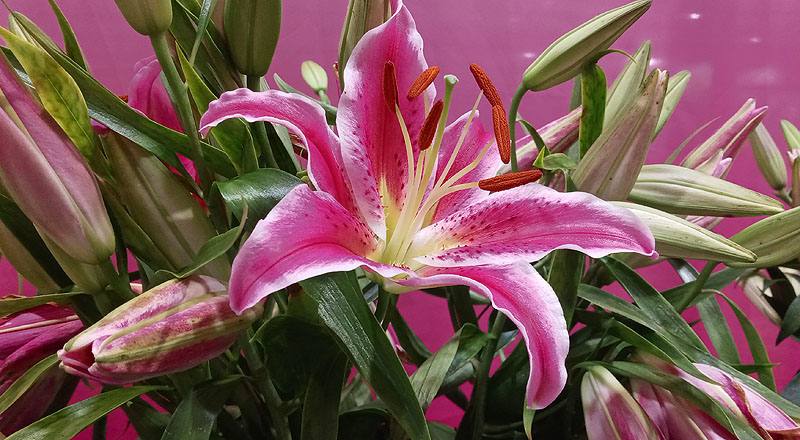 香水百合 巴卡地紅 (圖片4)