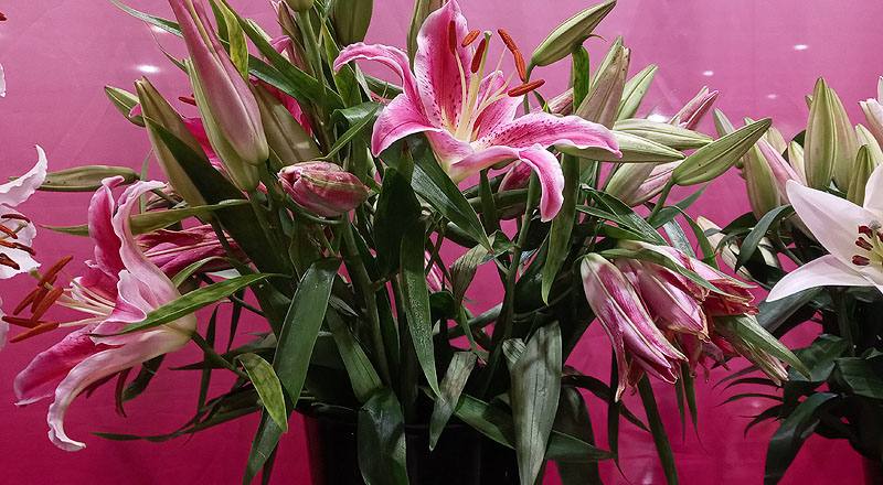 香水百合 巴卡地紅 (圖片1)