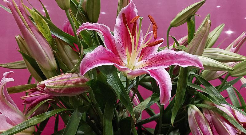 香水百合 巴卡地紅 (圖片2)