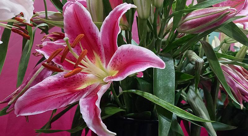 香水百合 巴卡地紅 (圖片3)