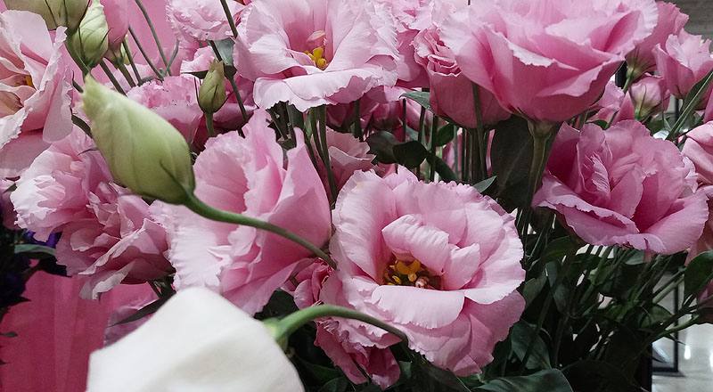 洋桔梗 順風粉 (圖片3)