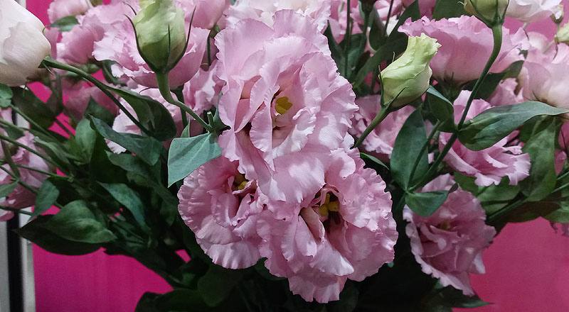 洋桔梗 順風粉 (圖片9)