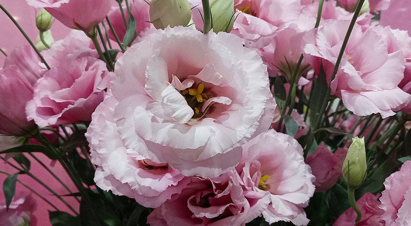 洋桔梗 順風粉 (圖片5)