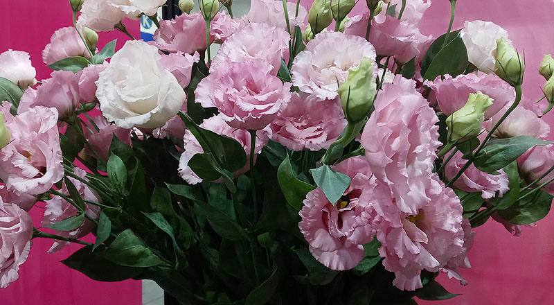 洋桔梗 順風粉 (圖片8)