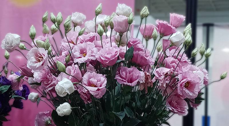 洋桔梗 順風粉 (圖片1)