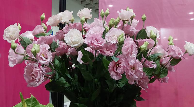 洋桔梗 順風粉 (圖片6)