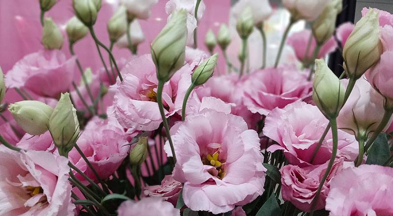 洋桔梗 順風粉 (圖片4)