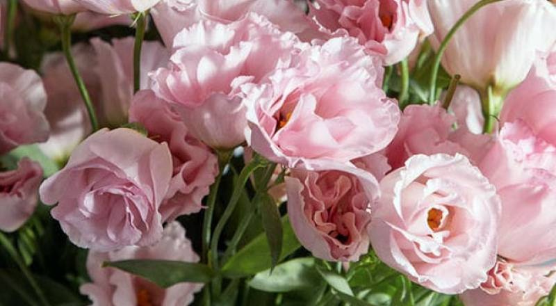 洋桔梗 可羅淺粉 (圖片1)