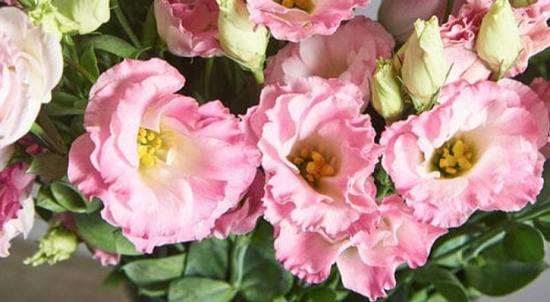 洋桔梗 艾瑞娜彩粉 (圖片1)