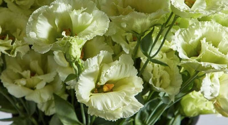 洋桔梗 順風綠 (圖片1)