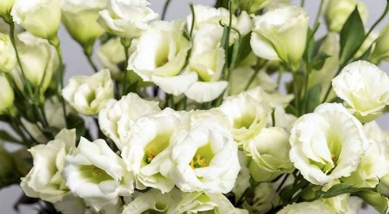 洋桔梗 艾瑞娜綠 (圖片1)