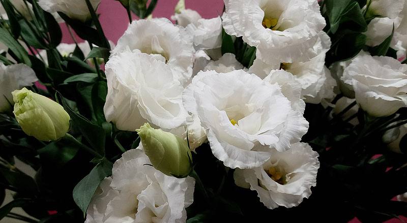 洋桔梗 名人華麗白 (圖片5)