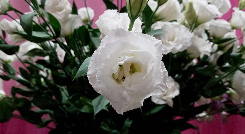 洋桔梗 名人華麗白 (圖片8)