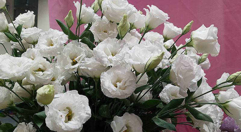 洋桔梗 名人華麗白 (圖片3)