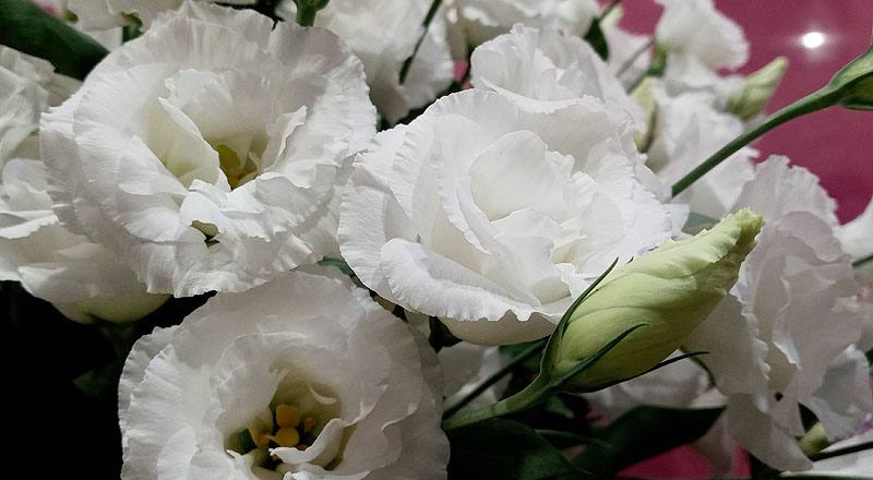 洋桔梗 名人華麗白 (圖片6)