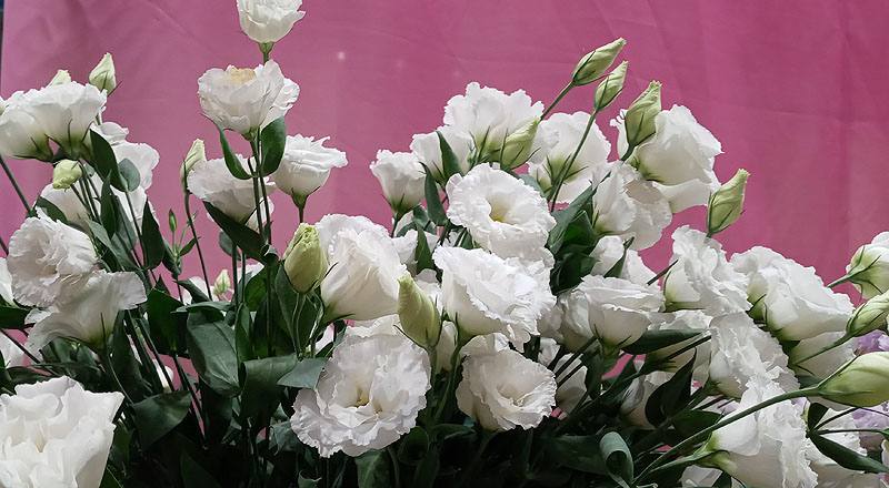 洋桔梗 名人華麗白 (圖片4)