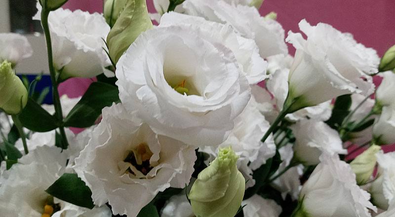 洋桔梗 名人華麗白 (圖片7)