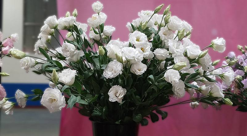 洋桔梗 名人華麗白 (圖片1)