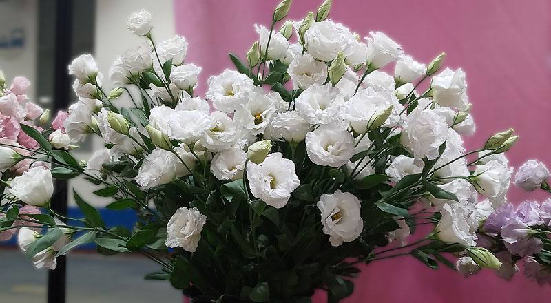 洋桔梗 名人華麗白 (圖片2)