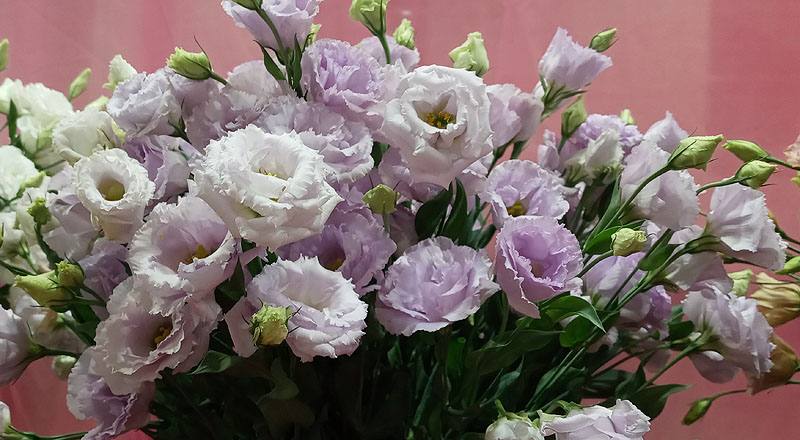 洋桔梗 重瓣淺紫 (圖片4)